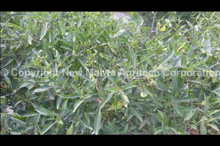 chilli plant has leaf curl